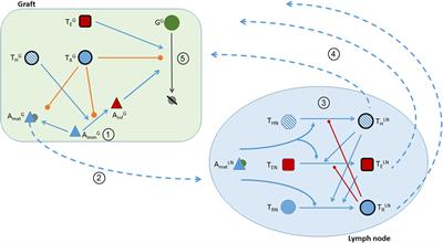 Combining Theoretical and Experimental Techniques to Study Murine Heart Transplant Rejection